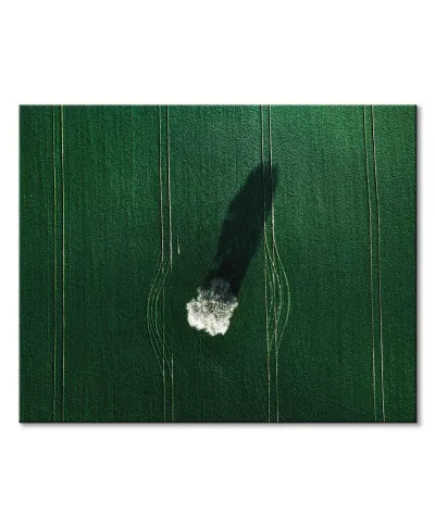 Kwitnące drzewo - obraz na płótnie