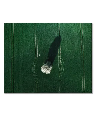 Kwitnące drzewo - obraz na płótnie