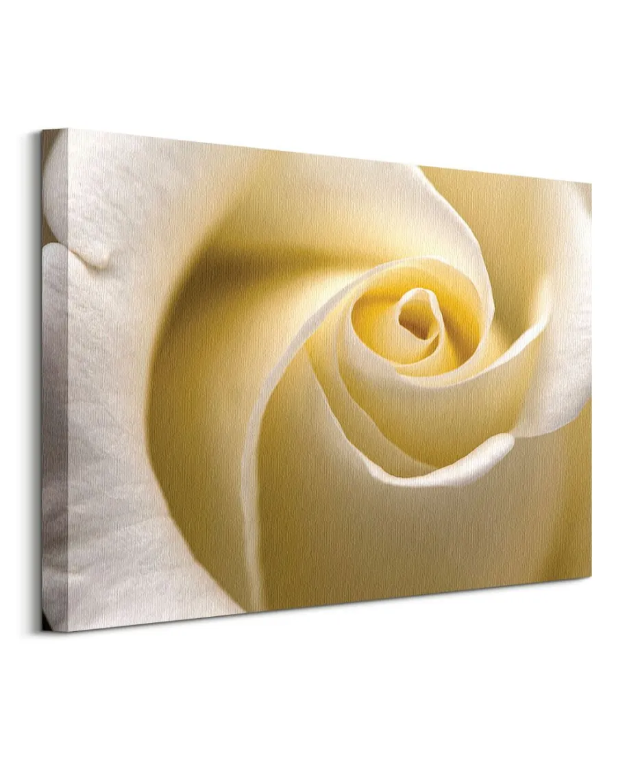 Kremowa Róża - obraz na płótnie
