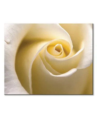 Kremowa Róża - obraz na płótnie