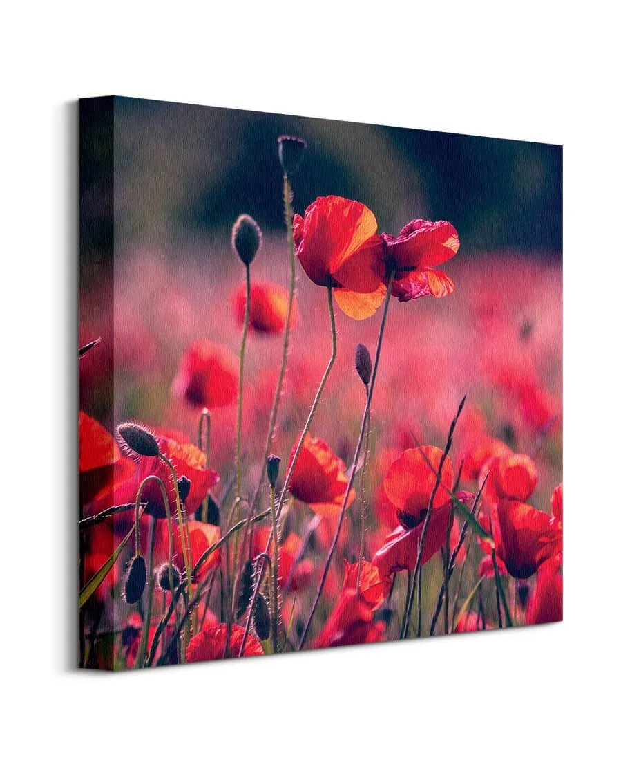 Maki na łące - obraz na płótnie
