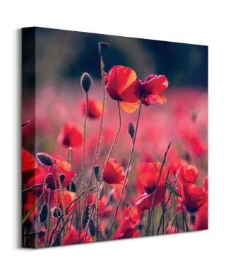 Maki na łące - obraz na płótnie