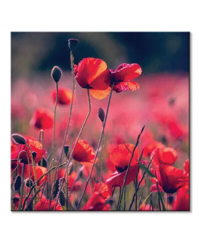 Maki na łące - obraz na płótnie