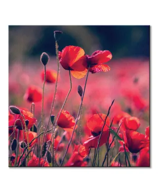 Maki na łące - obraz na płótnie