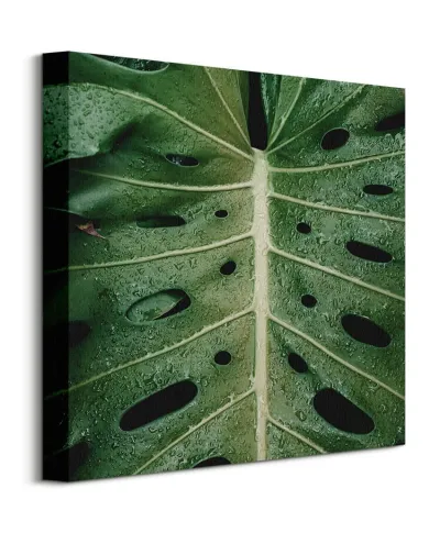 Monstera - obraz na płótnie