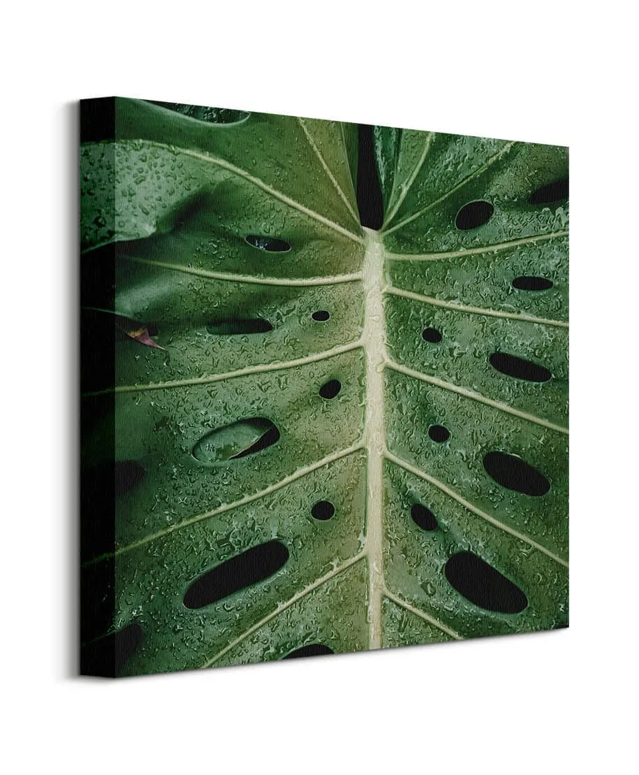 Monstera - obraz na płótnie