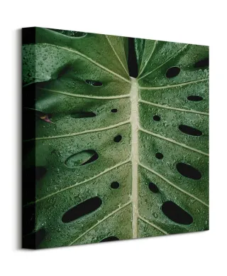 Monstera - obraz na płótnie