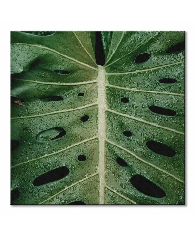Monstera - obraz na płótnie