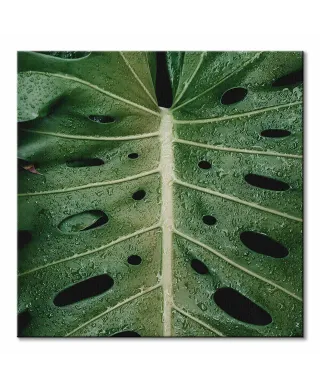 Monstera - obraz na płótnie