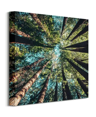 Looking up - obraz na płótnie