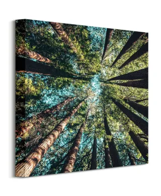 Looking up - obraz na płótnie