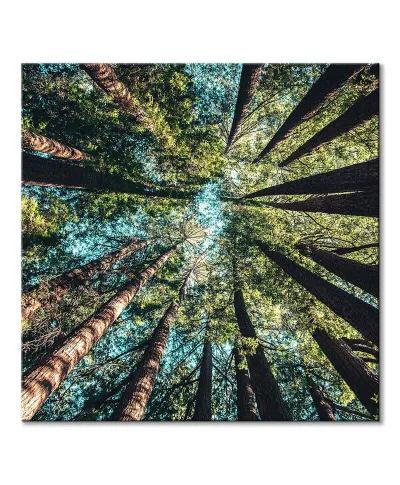 Looking up - obraz na płótnie