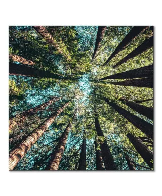 Looking up - obraz na płótnie