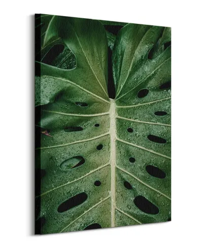 Monstera - obraz na płótnie