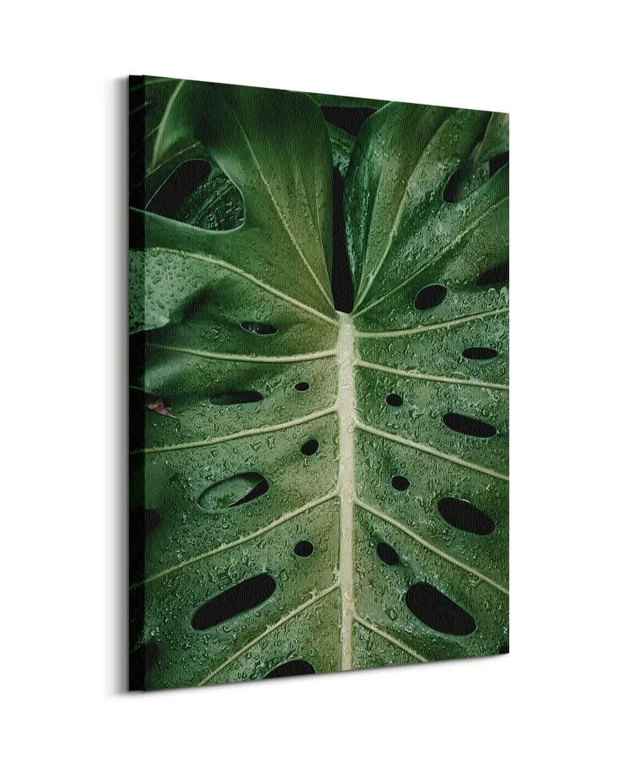 Monstera - obraz na płótnie
