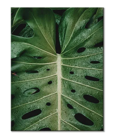 Monstera - obraz na płótnie