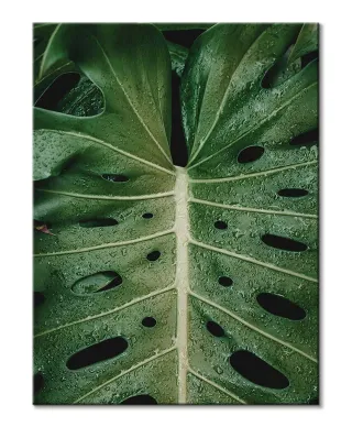Monstera - obraz na płótnie