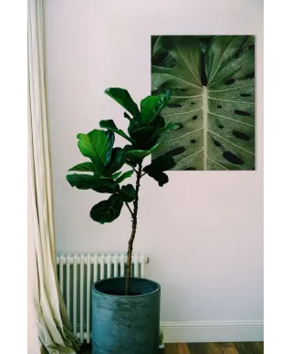 Monstera - obraz na płótnie