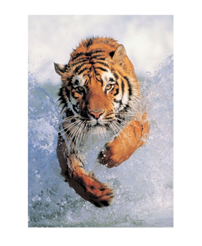 Running Wild - Tygrys - reprodukcja