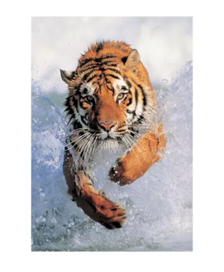 Running Wild - Tygrys - reprodukcja