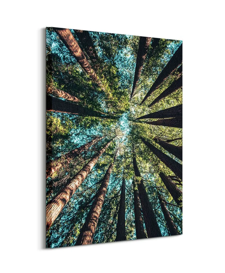 Looking up - obraz na płótnie