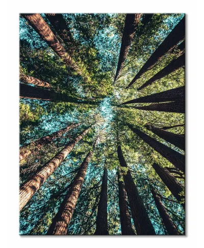 Looking up - obraz na płótnie