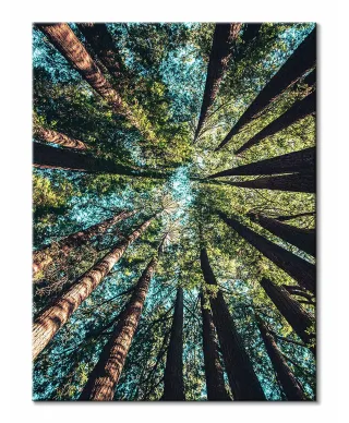 Looking up - obraz na płótnie