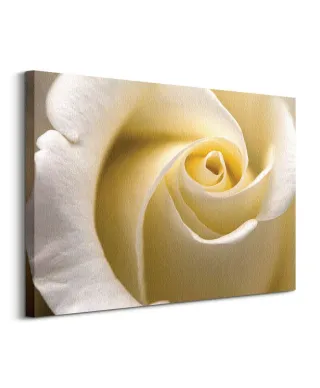 Kremowa Róża - obraz na płótnie