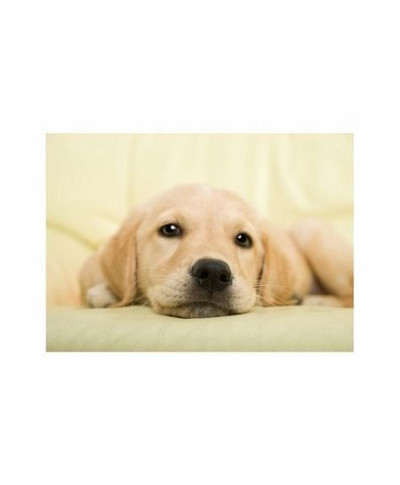 Golden retriever puppy - reprodukcja