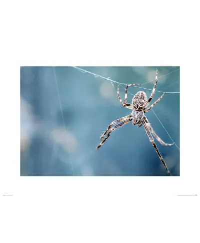 Pająk na pajęczynie - reprodukcja