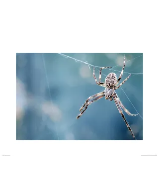 Pająk na pajęczynie - reprodukcja