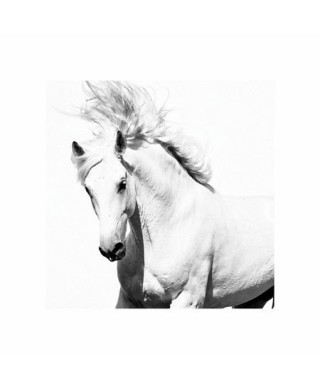 Arabski Koń - reprodukcja