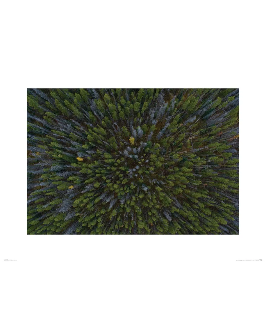 Las iglasty - reprodukcja