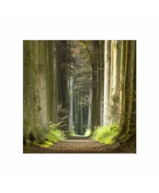 Las - wiosenny poranek - reprodukcja