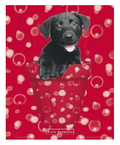 Psy - Czarny Labrador - plakat