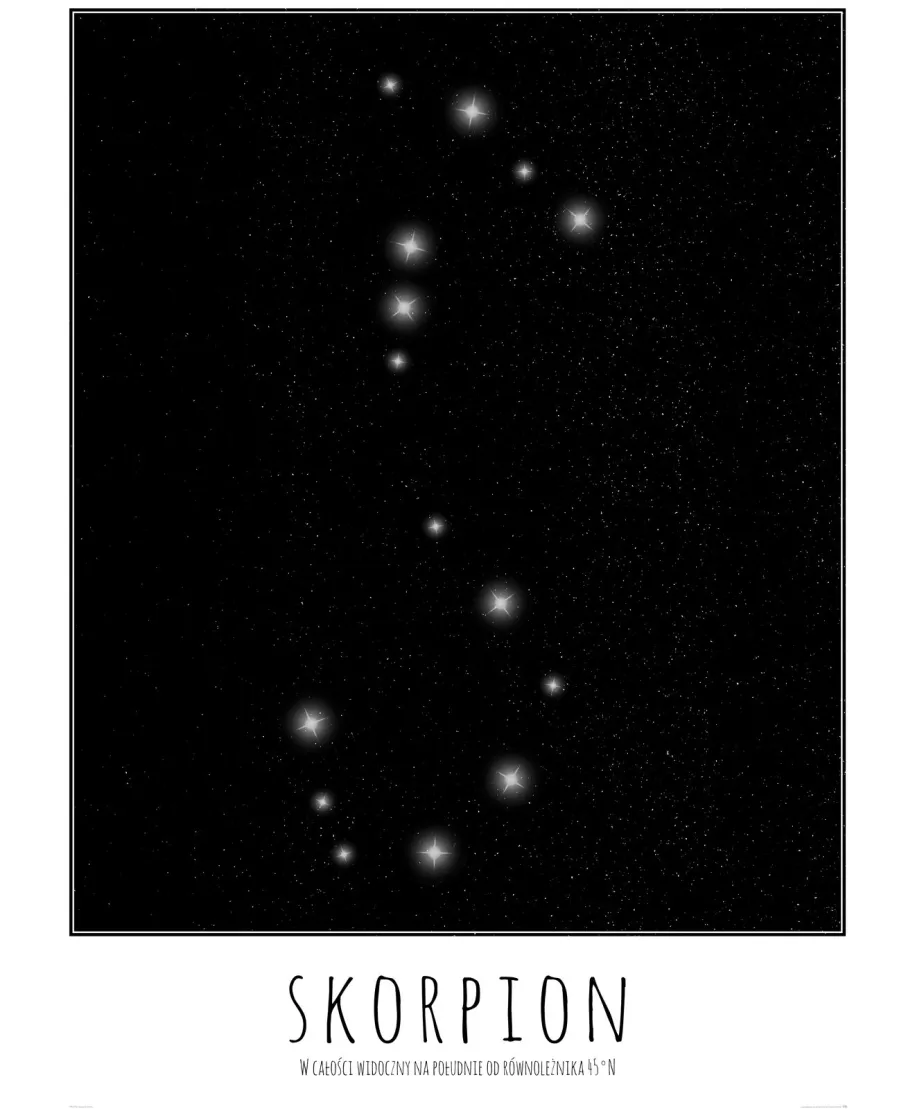 Skorpion z opisem - plakat