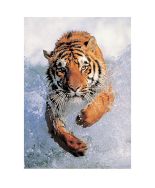 Running Wild - Biegnący Tygrys - reprodukcja