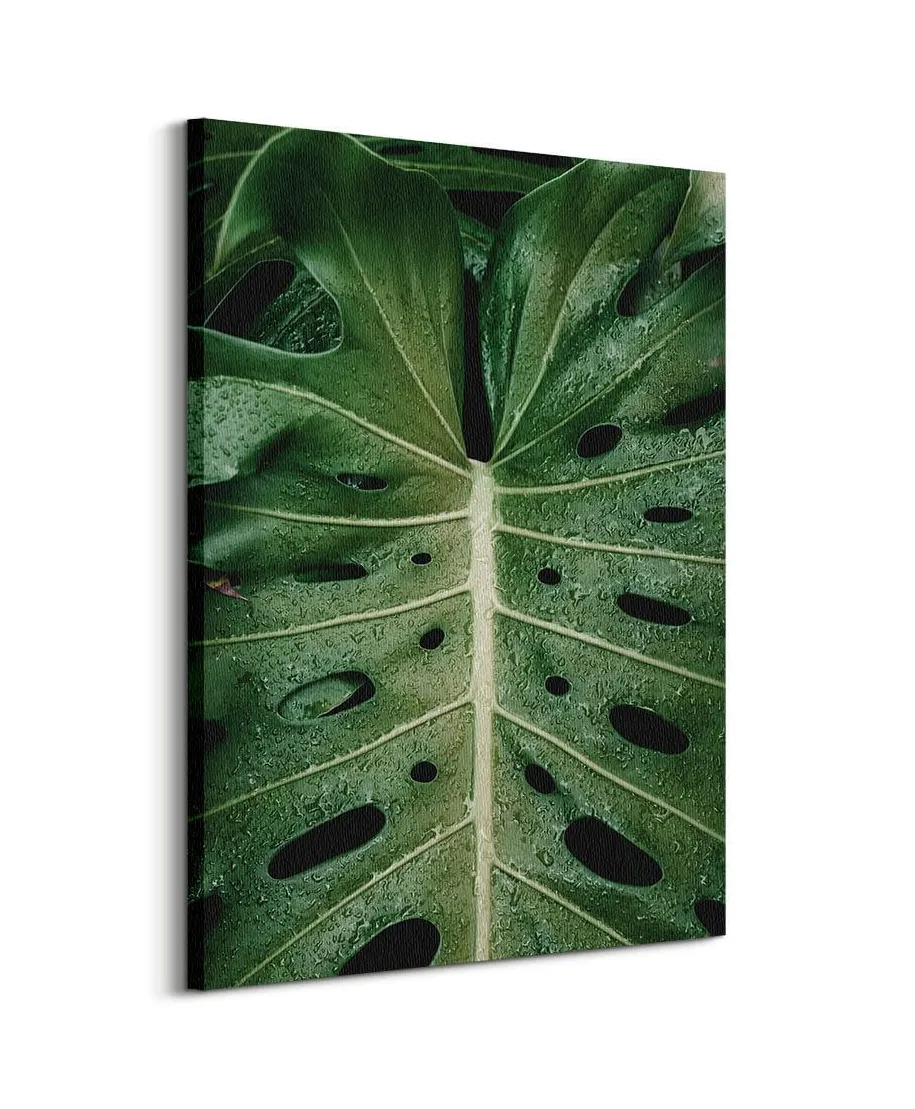 Monstera - obraz na płótnie