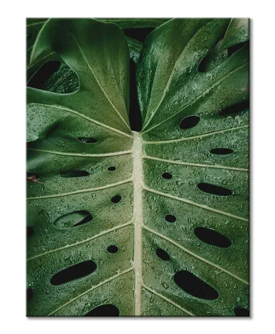 Monstera - obraz na płótnie