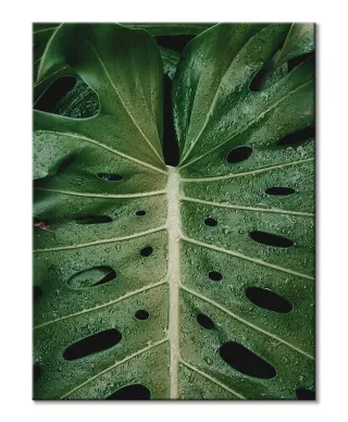 Monstera - obraz na płótnie