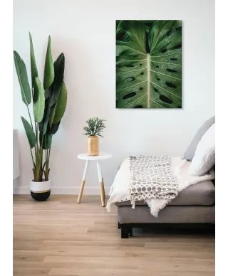 Monstera - obraz na płótnie