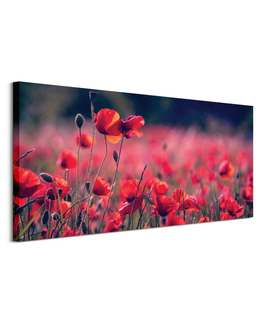 Maki na łące - obraz na płótnie