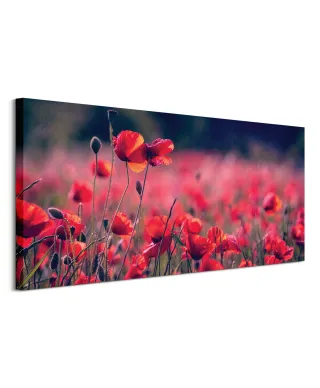 Maki na łące - obraz na płótnie