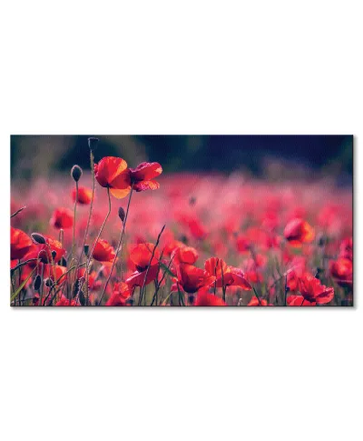 Maki na łące - obraz na płótnie