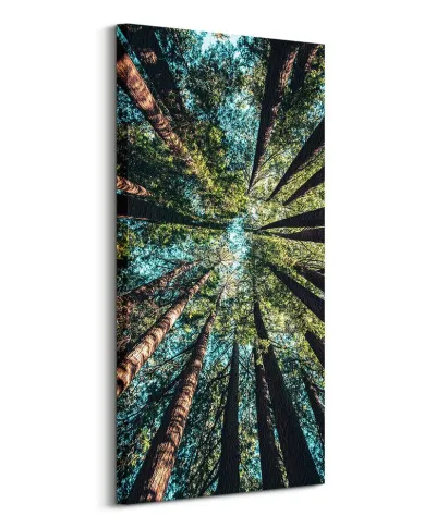 Looking up - obraz na płótnie