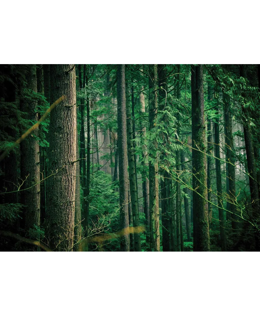 Tajemniczy Las - fototapeta