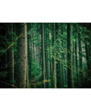 Tajemniczy Las - fototapeta