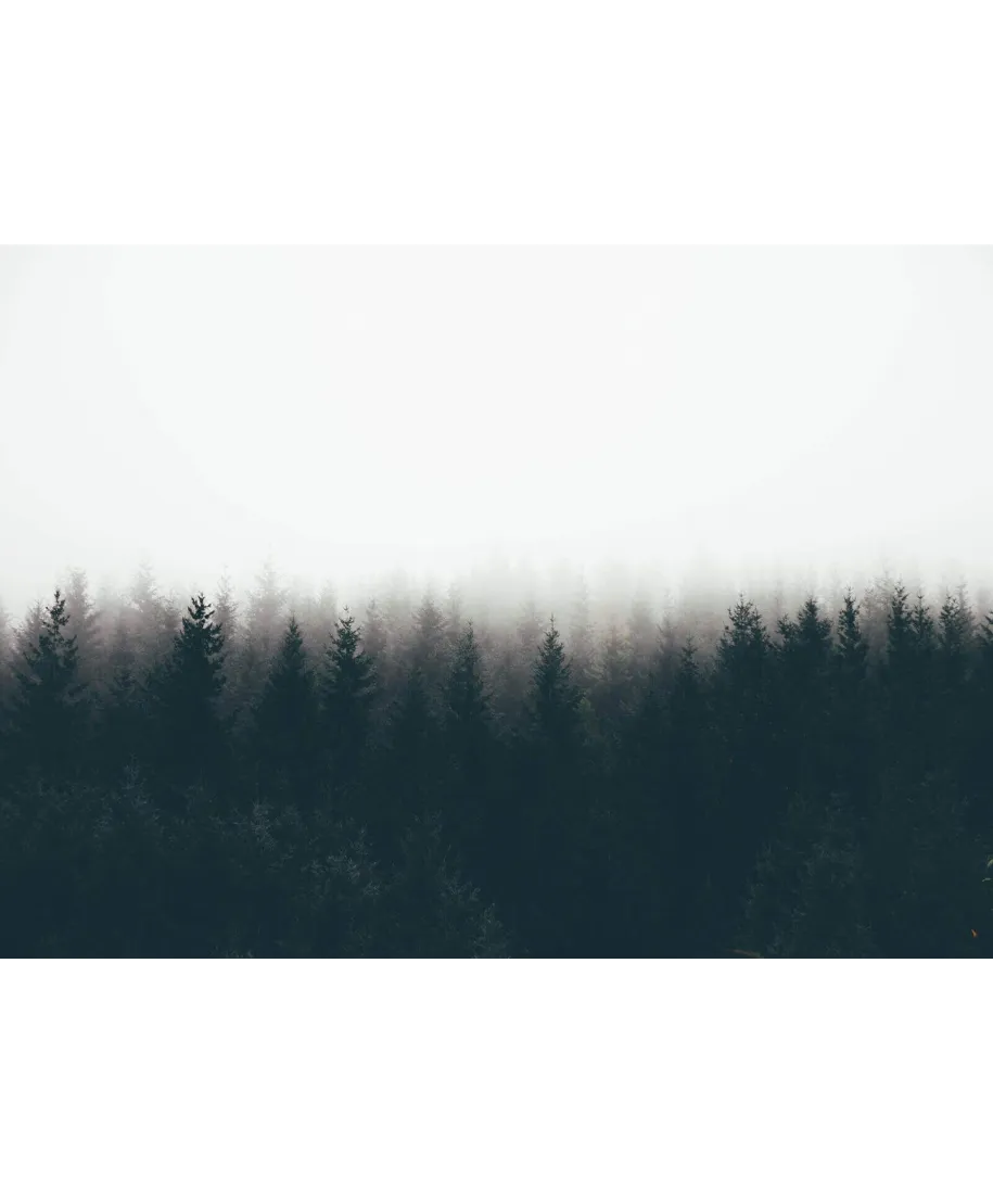 Mgła nad drzewami - fototapeta