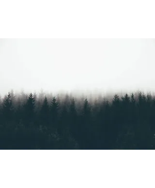 Mgła nad drzewami - fototapeta