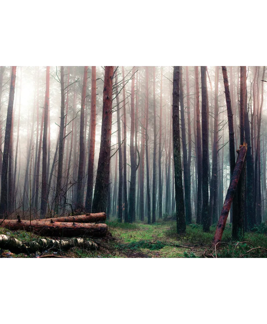 Mglisty las - fototapeta